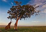 Kenya, Masai Mara, Narok County. A bull elephant feeding on the ripe fruits of a fig tree.