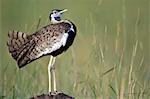 Kenya, Masai Mara, Narok County. A male Black-Bellied Bustard displaying on a termite mound early in the morning.