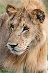 Kenya, Masai Mara, Narok County. A young male lion of two to three years of age.