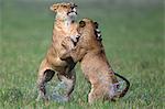 Kenya, Masai Mara, Musiara Marsh, Narok County. Lioness playfighting with one of her cubs in the marsh.