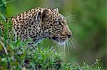 Kenya, Masai Mara, Narok County. Young 18 month old male leopard alert to the presence of a large adult male leopard who was almost certainly his father.