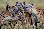 Kenya, Masai Mara, Narok County. Spotted Hyenas eagerly examining scent depositied on long grass stems by other members of their clan or by rival clan members at a common territorial boundary.