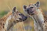 Kenya, Masai Mara, Narok County. Spotted Hyenas investigating scent left by other hyenas on long grass stems.