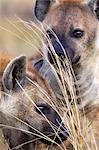 Kenya, Masai Mara, Narok County. Spotted hyenas investigating scent from anal glands left by other hyenas on dry grass stems.