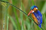 Kenya, Masai Mara, Musiara Marsh, Narok County. Malachite Kingfisher perched on a sedge stem watching for prey such as small fish and frogs in the marsh.