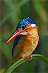 Kenya, Masai Mara, Musiara Marsh, Narok County. Malachite Kingfisher perched on a sedge stem watching for prey such as small fish and frogs in the marsh.