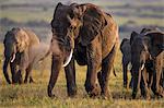 Kenya, Masai Mara, Musiara Marsh, Narok County. A herd of elephants walking towards the marsh having fed during the night on higher ground. Large bull in the foreground.