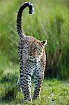 Kenya, Masai Mara, Narok County. Female leopard scent marking.