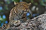 Kenya, Masai Mara, Leopard Gorge, Narok District. Female leopard raking her forepaws along the trunk of a fig tree to leave a visible scar and scent from glands between her toes helping to mark her territory.