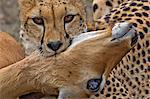 Kenya, Masai Mara, Narok County. A female cheetah strangling an adult female impala. This is the typical killing bits used by big cats, pinning their prey to the ground and strangling or suffocating it.