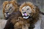 Kenya, Masai Mara, Narok County. Three adult male lions investigating a buffalo dropping which one of them had rolled in.