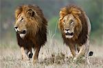 Kenya, Masai Mara, Narok County. Two male lions alert to the movements of female members of their pride. They are patrolling their territory and stopping from time to time to scent mark to signify ownership.