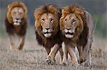 Kenya, Masai Mara, Narok County. Three male lions patrolliing their territory early in the morning.