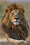 Kenya, Masai Mara, Narok County. A dark maned pride male sitting alert in long red oat grass early in the morning.