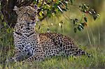 Kenya, Masai Mara, Narok County. A female leopard lying in the shade of a croton bush watching for prey.