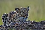 Kenya, Masai Mara, Talek River area, Narok County. A female leopard crouches on a termite mound near to cover late in the evening watching for suitable prey such as impalas.