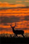 Kenya, Masai Mara, Narok County. Male Impala alert at dawn during the dry season.