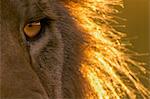 Kenya, Masai Mara, Narok County. A four year old male lion watching other members of his pride at dawn.