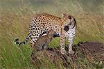 Kenya, Masai Mara, North Mara Conservancy, Narok County. Female leopard at Leopard Gorge among long red oat grass with her 4 month old daughter Malaika.