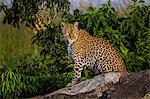 Kenya, Masai Mara, Mara North Conservancy, Leopard Gorge, Narok County. A female leopard resting at the rocky hideout where she has left her cub for safety.