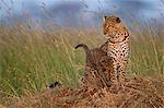 Kenya, Masai Mara, Leopard Gorge, North Mara Conservancy, Narok County. Female leopard with her four month old female cub early in the morning among long red oat grass.