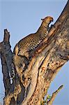 Kenya, Masai Mara, Mara North Conservancy, Leopard Gorge, Narok County. A female leopard stretches and digs her claws in to the trunk of a fig tree leaving a visible mark and scent which helps to mark her territory.