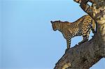 Kenya, Masai Mara, Mara North Conservancy, Leopard Gorge, Narok County. A female leopard in a fig tree looking out across her territory for danger and possible prey early in the morning.