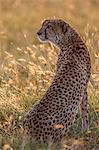 Kenya, Masai Mara, Narok County. A female cheetah alert among the red oat grass at dusk . She is searching for prey before it gets too dark to hunt.