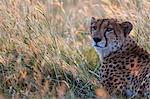 Kenya, Masai Mara, Narok County. A female cheetah resting among the red oat grass at dusk . She is searching for prey before it gets too dark to hunt.