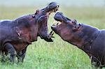 Kenya, Masai Mara, Narok County. A male hippo threatening a cow who was accompanied by a younger bull.