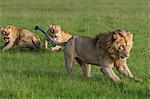 Kenya, Masai Mara, Narok County. A pride male challenging a young lioness who was being forced to leave the pride, while her older relatives look on. There were too many adult lionesses already.