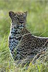 Kenya, Masai Mara, Narok County. A female leopard stands alert near to the tree where she has stashed her kill, and her cub is feeding. She is watchful for lions and hyenas.