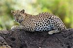 Kenya, Masai Mara, Mara North Conservancy, Leopard Gorge, Narok County. A young female leopard lying on a rock at the end of the afternoon.