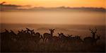 Kenya, Masai Mara, Musiara Marsh, Narok County. A herd of female Impalas accompanied by a territorial male cluster around a termite mound at dawn, alert to danger from predators.