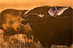 Kenya, Masai Mara, Musiara Marsh, Narok County. A herd of old male buffalos with Cattle Egrets in attendance at dawn.