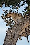 Kenya, Masai Mara, Narok County. A 20 month old male leopard watchfull in the tree where he has been feeding on a kill.