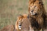 Kenya, Masai Mara, Narok County. Two pride males watching the lionesses in their pride setting off to hunt after a heavy rain storm.