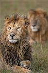 Kenya, Masai Mara, Narok County. Two pride males watching the lionesses in their pride setting off to hunt after a heavy rain storm.