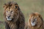 Kenya, Masai Mara, Narok County. Two male lions alert to the movements of female members of their pride. Late evening in the rain.