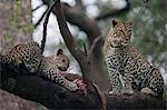 Kenya, Masai Mara, Narok County. A female leopard and her 6 month old male cub feeding on a waterbuck calf she had killed and stashed in a tree.