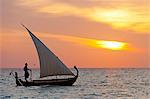 Maldives, Rasdhoo Atoll, Kuramathi Island. A Maldivian man sails a traditional Dhoni at sunset. MR.