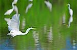 Great Egret on flight,  Sanibel Island, JN Ding Darling National Wildlife Refuge, Florida, USA