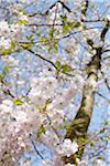 Close-up of Cherrry Blossoms in Spring, Hamburg, Germany