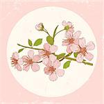 Illustration flowers of the cherry blossoms in vintage style
