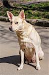 Lonely white stray dog standing on asphalt