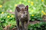 stray grey kitten cat  sneaking on the green grass