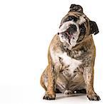 english bulldog looking at viewer isolated on white background