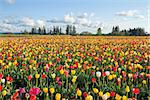 Field of Colorful Tulip Flowers in Bloom During Spring Season Landscape at Oregon Tulip Farm