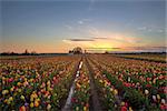 Tulip Flowers Blooming in Spring Season at Tulip Field at Sunset