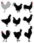 Black  silhouettes of roosters and hens, vector